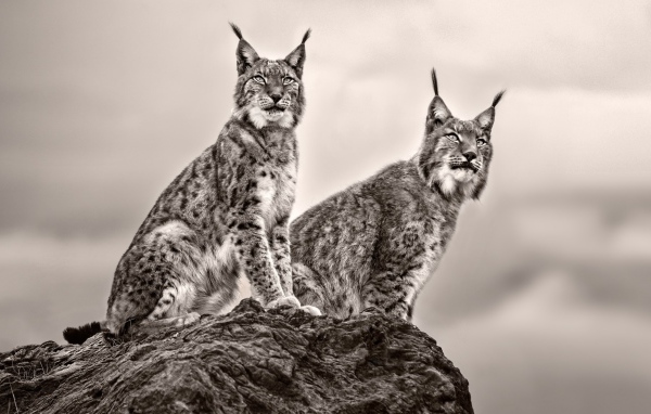 Две рыси сидят на камне