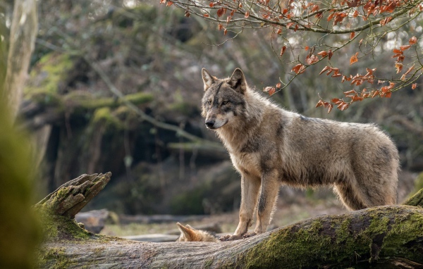 Серая волчица с волчонком стоит на покрытом мхом дереве