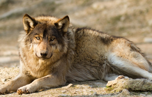 Грустный серый волк лежит на земле