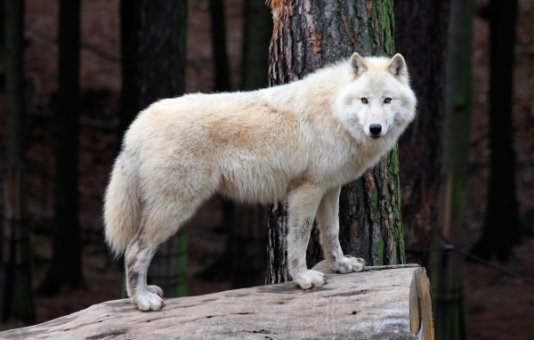 Белый волк стоит на сухом дереве