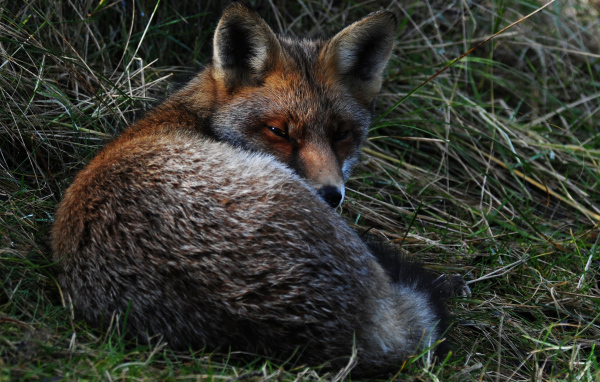 Большая лиса спит в траве