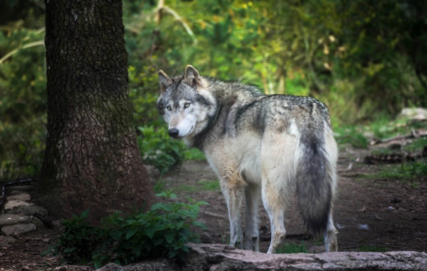 Большой серый волк стоит у дерева в лесу