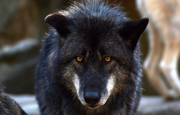 Большой черный волк с желтыми глазами 