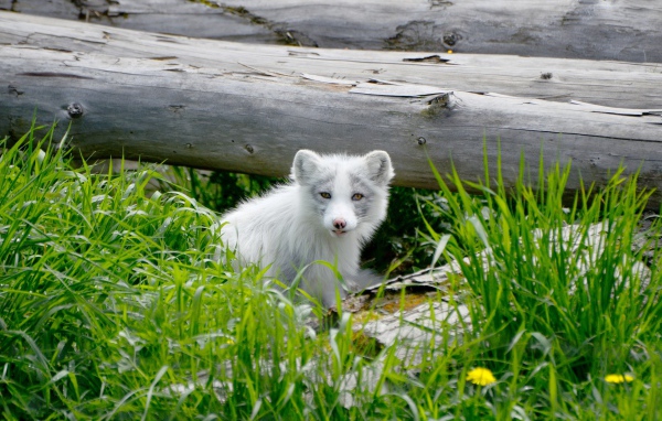 Маленький песец сидит в зеленой траве