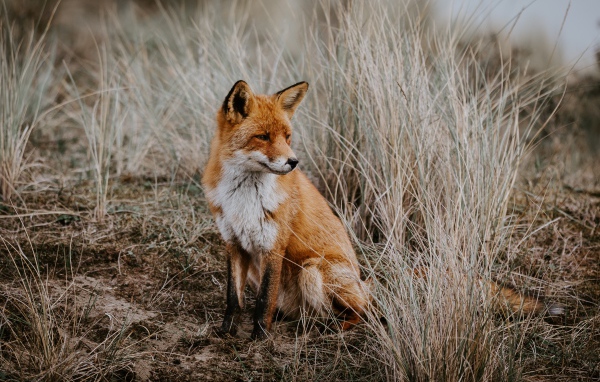 Грустная рыжая лиса сидит в траве