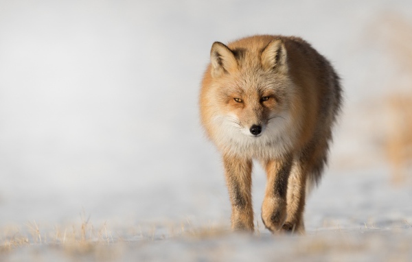 Хитрая рыжая лиса крупным планом