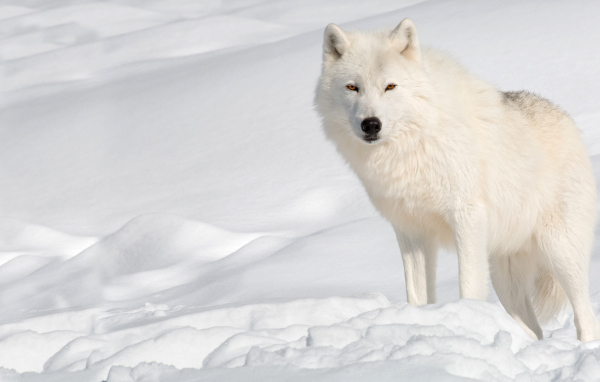Белый волк стоит на холодном снегу 