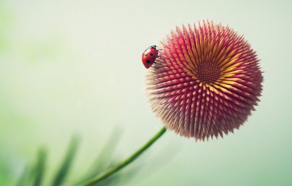 Цветок из карандашей с божьей коровкой 