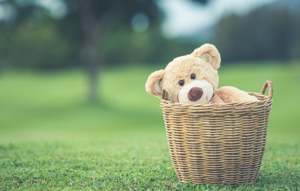 Плюшевый медведь в корзине на зеленой траве