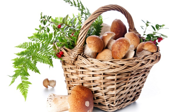 Большая корзина грибов с ягодами на белом фоне