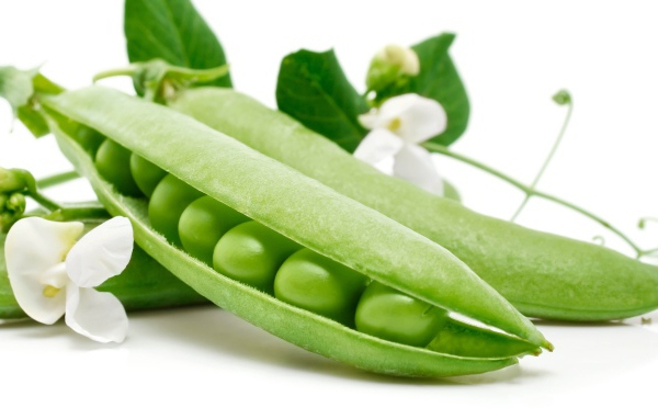 Green peas with flowers close up on a white background
