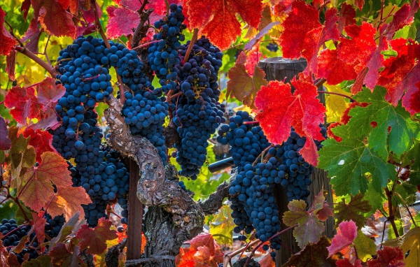 Красивые грозди синего винограда среди красных листьев