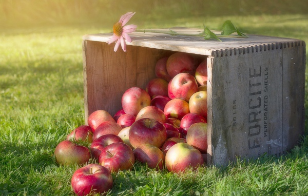 Много красных яблок в ящике на зеленой траве