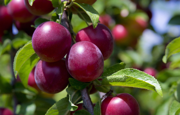 Розовые сливы на ветке крупным планом