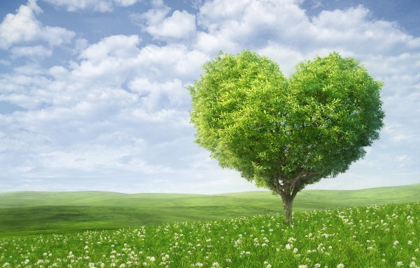 Зеленое дерево в форме сердца на фоне красивого неба