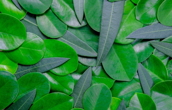 Много зеленых листьев крупным планом