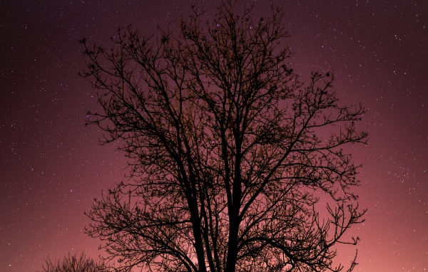 Дерево без листьев на фоне звездного неба 