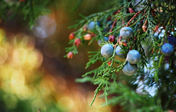 Синие ягоды можжевельника на зеленой ветке