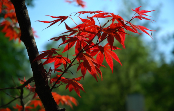 Ветка с красными листьями на дереве 