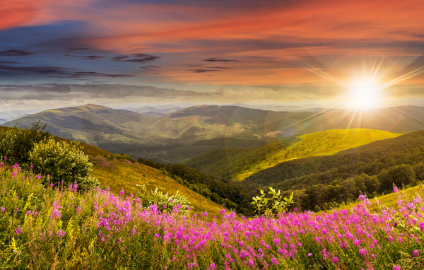 Рассвет яркого летнего солнца над холмами с розовыми цветами