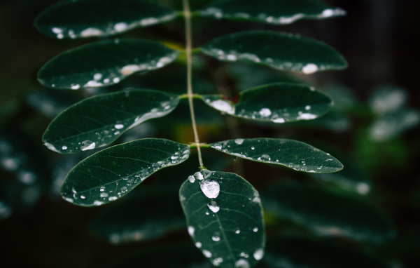 Капли дождя стекают по зеленому листу