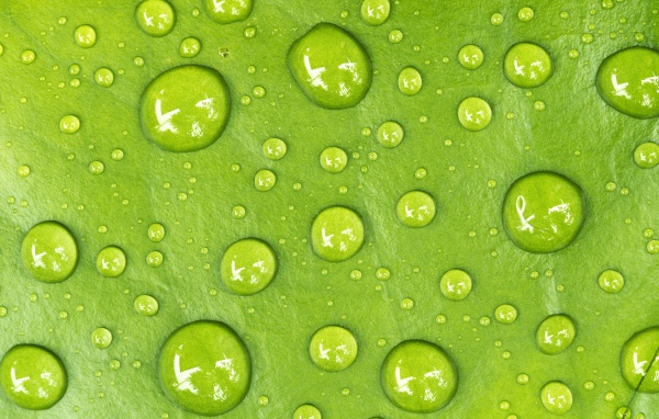 Капли на зеленом листе крупным планом