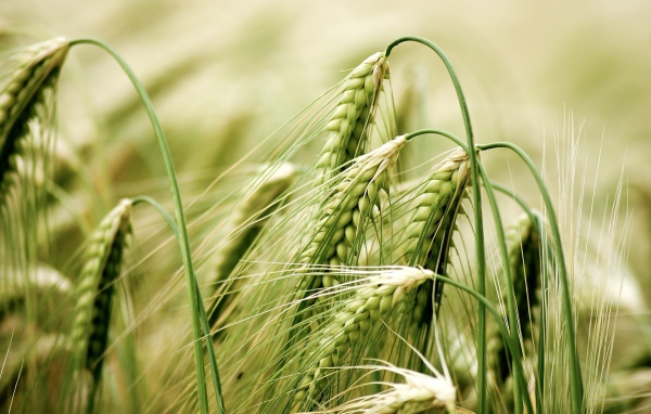 Зеленые колосья пшеницы крупным планом