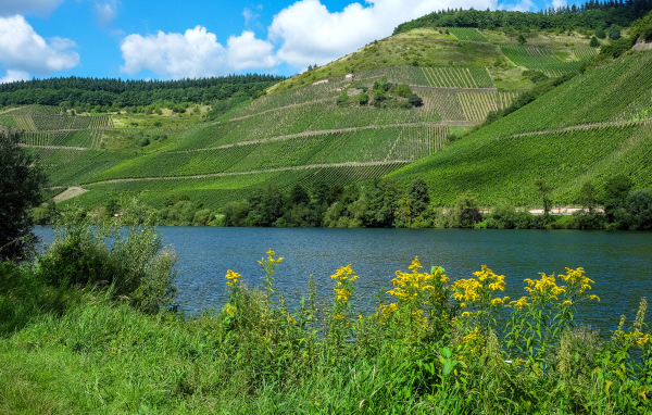 Зеленые поля на фоне реки