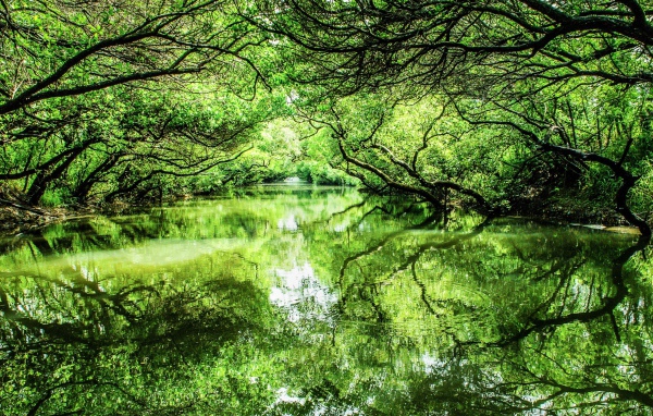 Зеленые деревья отражаются в реке