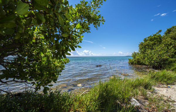 Зеленые деревья на побережье Флориды