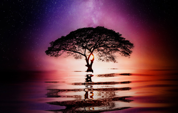 Большое ветвистое дерево в воде