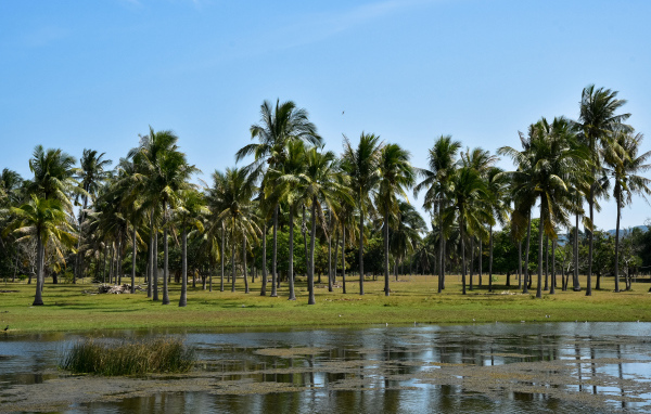 Пальмы на берегу у воды, Таиланд