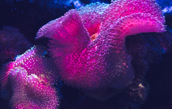Розовый коралл под водой 