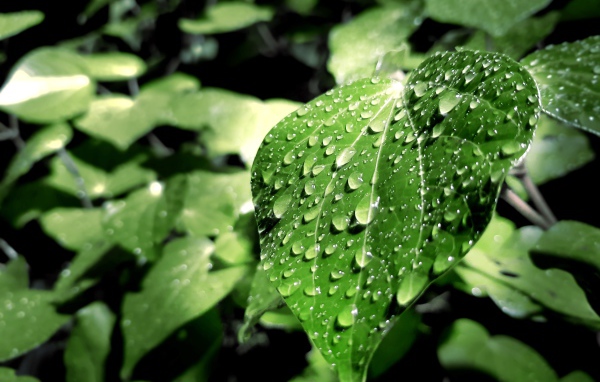 Капли дождя на зеленых листьях 