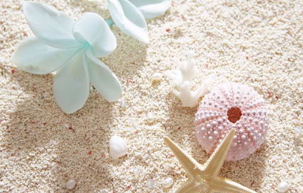 Ракушки и цветок плюмерии на белом песке