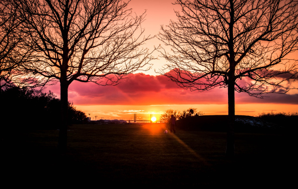 Силуэты деревьев на фоне яркого солнца