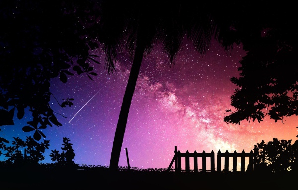 Силуэты деревьев на фоне звездного неба