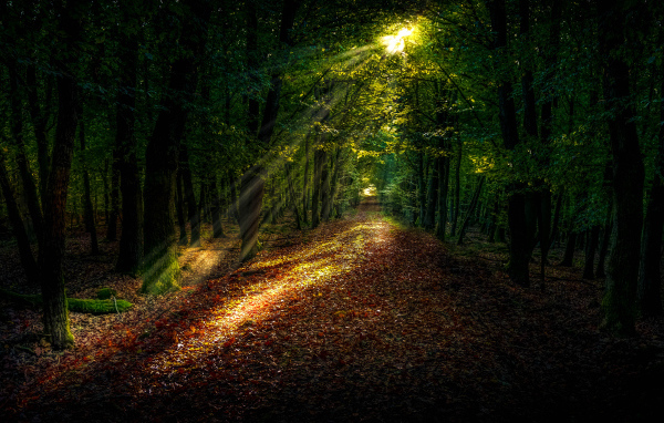 Яркое солнце пробивается на лесную дорогу покрытую желтыми листьями