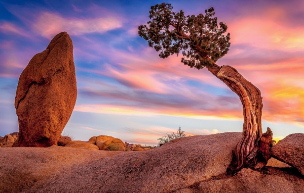 Природа национального парка Джошуа-Три, Калифорния. США