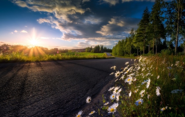 Восходящее солнце в красивом небе освещает растущие у дороги ромашки