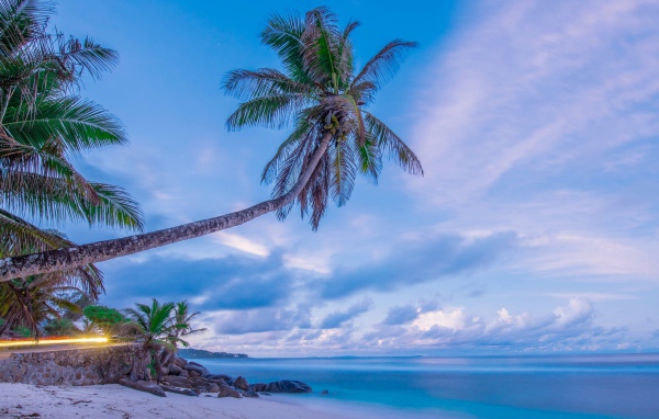 Большая пальма на тропическом пляже на фоне красивого неба