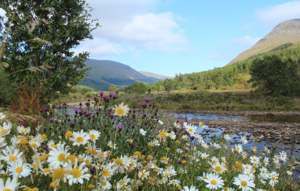 Полевые ромашки и чертополох на берегу горной реки