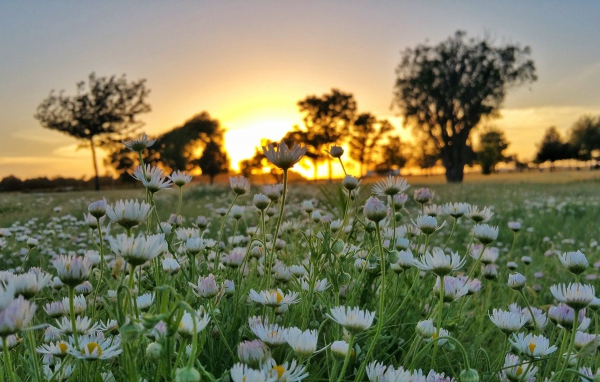 Поле белых цветов ромашки на фоне заката