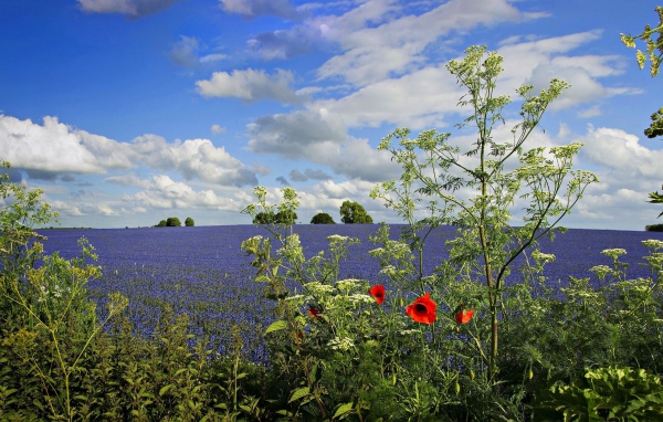 Вид на поле с голубыми цветами под красивым голубым небом с белыми облаками