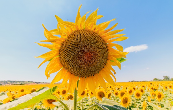 Цветущий подсолнух под голубым небом