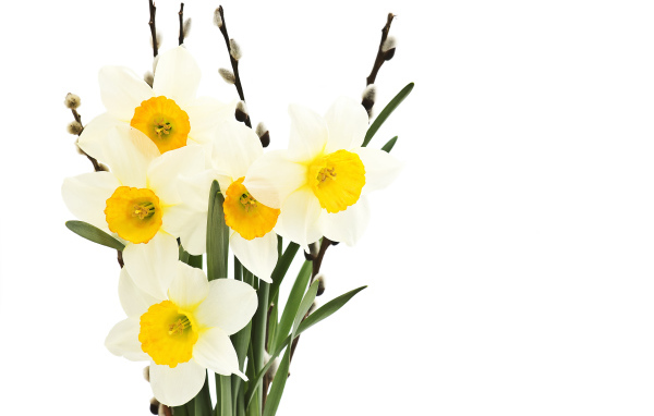 Букет нарциссов и вербы на белом фоне