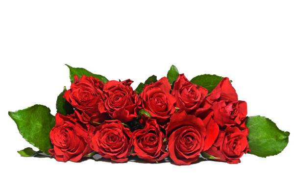 Букет красных роз с зелеными листьями на белом фоне 
