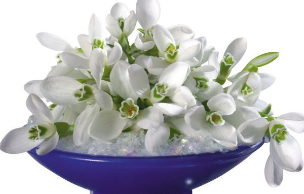 Букет подснежников лежит на синей тарелке на белом фоне