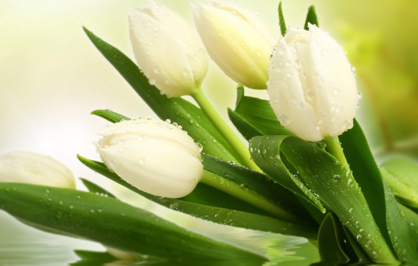 Букет нежных белых тюльпанов в воде
