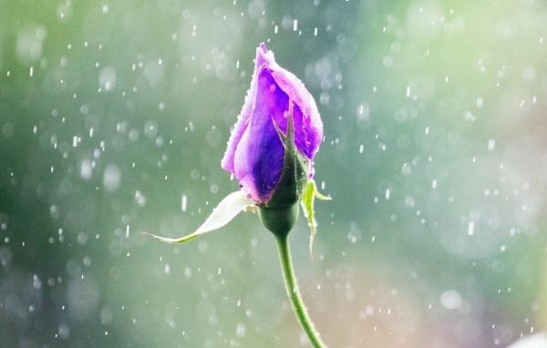 Бутон красивой розы под дождем